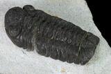 Adrisiops Weugi Trilobite - Recently Described Phacopid #137470-3